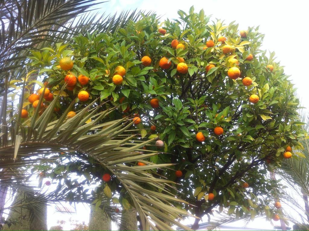 Dominion Apartments Estepona Dış mekan fotoğraf